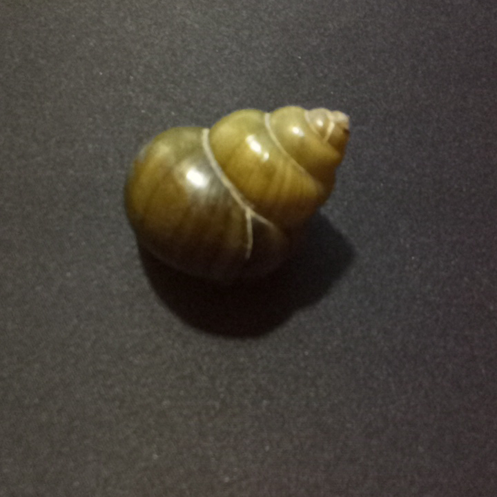 r1-rabbit-snail-before